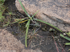 Ledebouria luteola