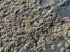 Ricciaceae