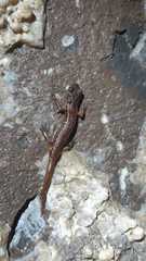 Speleomantes italicus