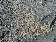 Ricciaceae
