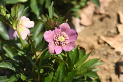 Helleborus thibetanus
