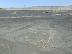 Ricciaceae