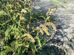 Persicaria lapathifolia lapathifolia