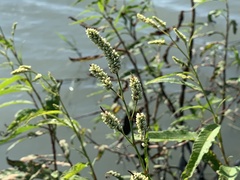 Persicaria lapathifolia lapathifolia