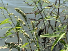 Persicaria lapathifolia lapathifolia
