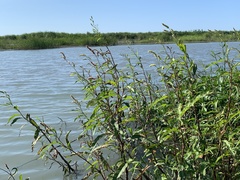 Persicaria lapathifolia lapathifolia