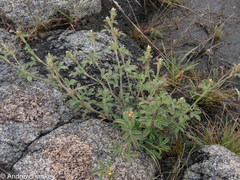 Stylosanthes fruticosa
