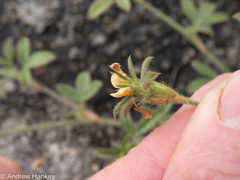 Stylosanthes fruticosa