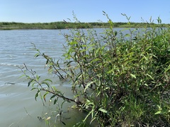 Persicaria lapathifolia lapathifolia