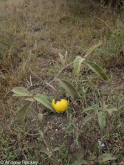 Stylosanthes fruticosa