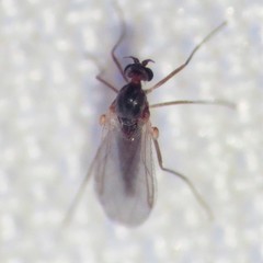 Lestremiinae