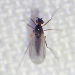 Lestremiinae