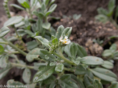 Heliotropium ciliatum