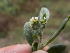 Heliotropium ciliatum