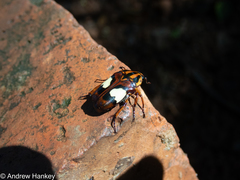 Pedinorrhina trivittata