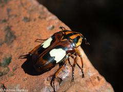 Pedinorrhina trivittata