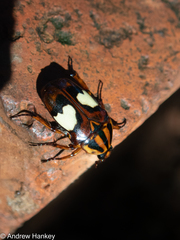 Pedinorrhina trivittata