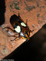 Pedinorrhina trivittata