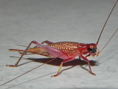 Adenopterus