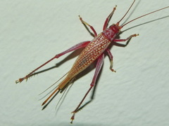 Adenopterus