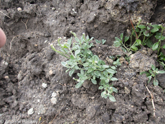 Heliotropium ciliatum