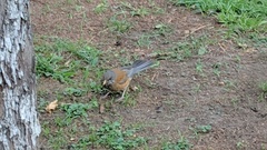 Turdus rufopalliatus