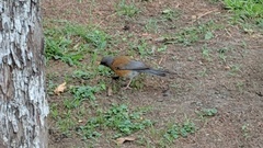 Turdus rufopalliatus