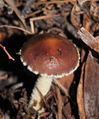 Stropharia formosa