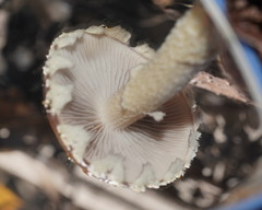 Stropharia formosa
