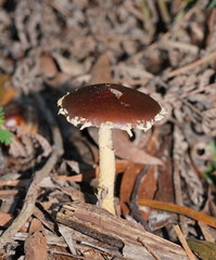 Stropharia formosa
