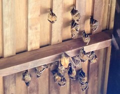 Cynopterus brachyotis