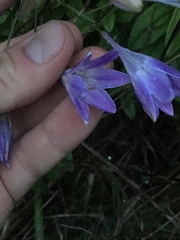 Triteleia bridgesii