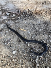 Cryptophis nigrescens