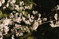 Prunus discoidea