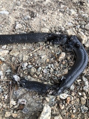 Cryptophis nigrescens