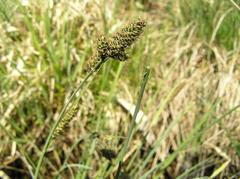 Carex hartmanii
