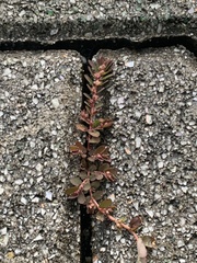 Euphorbia thymifolia