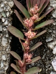 Euphorbia thymifolia