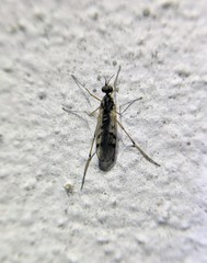 Sylvicola punctatus