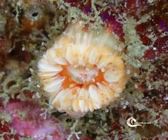 Caryophyllia smithii