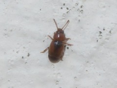 Kateretes pedicularius