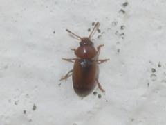 Kateretes pedicularius