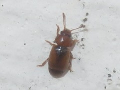 Kateretes pedicularius