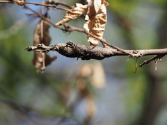 Pseudoneuroterus macropterus