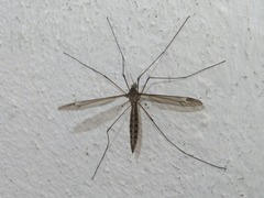 Tipula lateralis