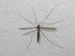 Tipula lateralis