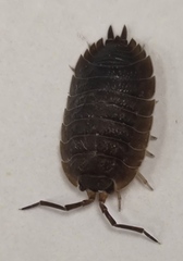 Porcellio scaber