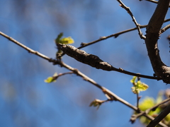 Pseudoneuroterus macropterus