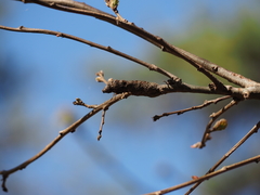 Pseudoneuroterus macropterus