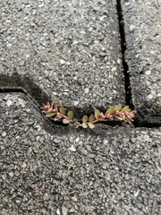 Euphorbia thymifolia